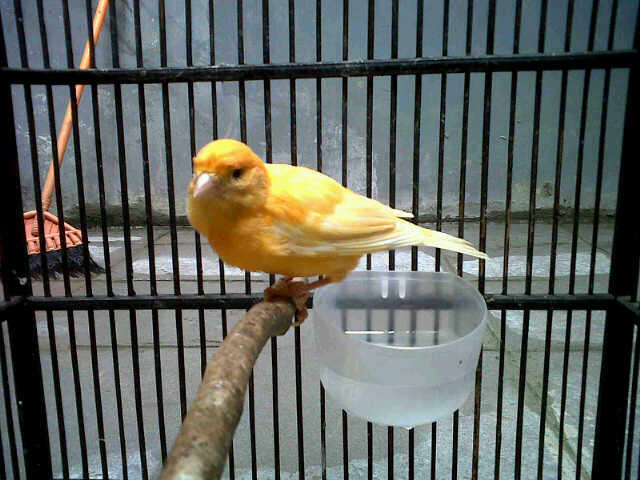jual kenari merlok murah