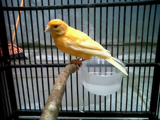 jual kenari merlok murah