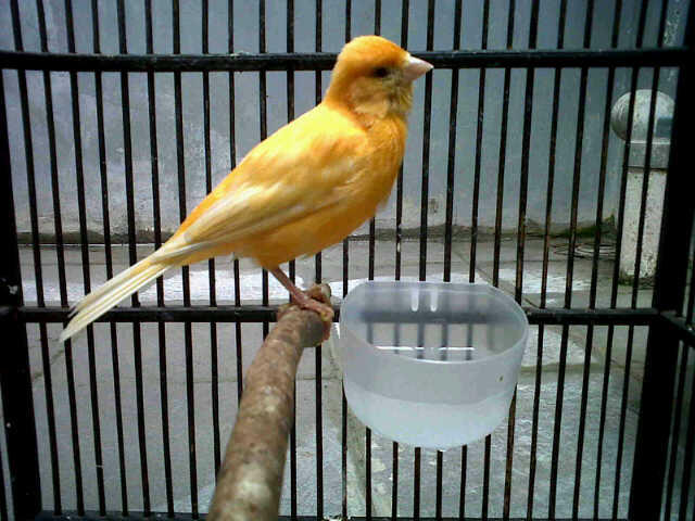 jual kenari merlok murah