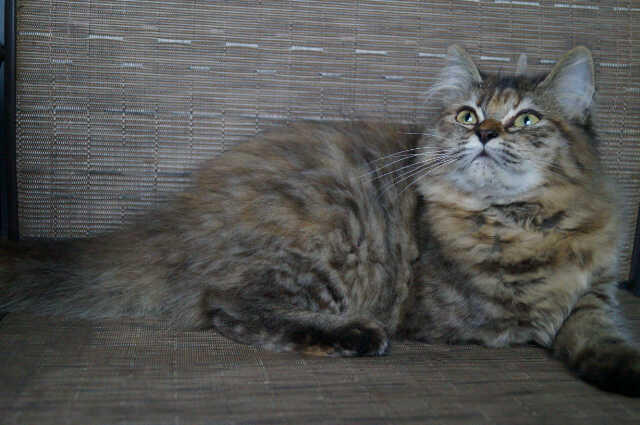 Kucing JAntan Red Tabby
