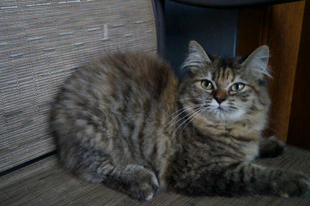 Kucing JAntan Red Tabby