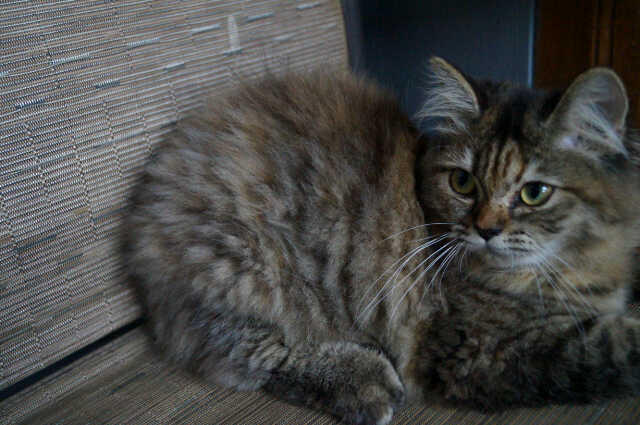 Kucing JAntan Red Tabby