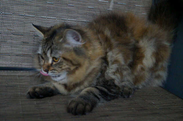 Kucing imut Qube Female Tortie Medium 4 bulan