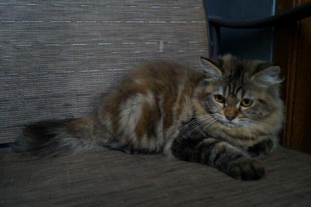 Kucing imut Qube Female Tortie Medium 4 bulan