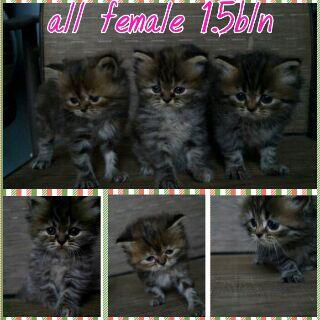 Kucing Super imut betina tortie