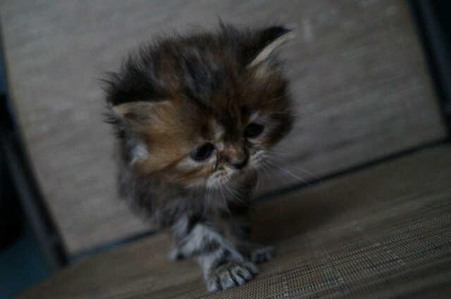 Kucing Super imut betina tortie