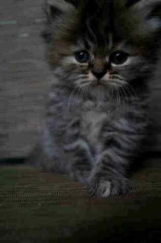 Kucing Super imut betina tortie
