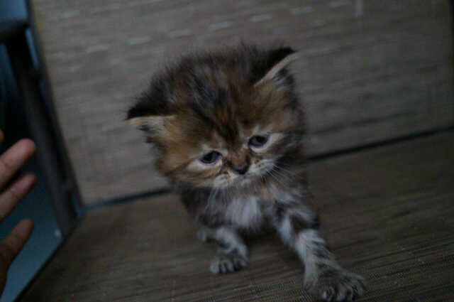 Kucing Super imut betina tortie