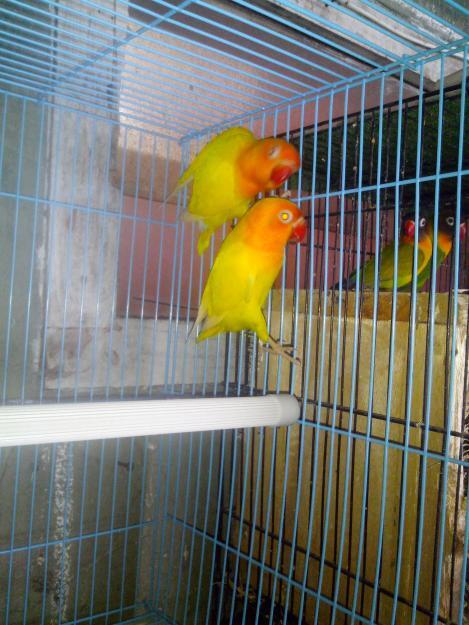 burung love bird lutino mata merah dan jenis lovebird lainnya