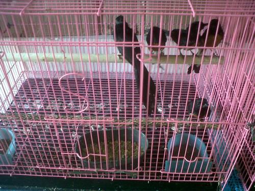 JUAL ANAKAN MURAI BATU ACEH.