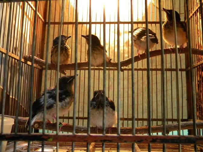 jual anakan murai aceh