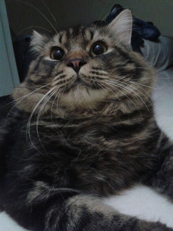 Kucing Mainecoon mix Persia