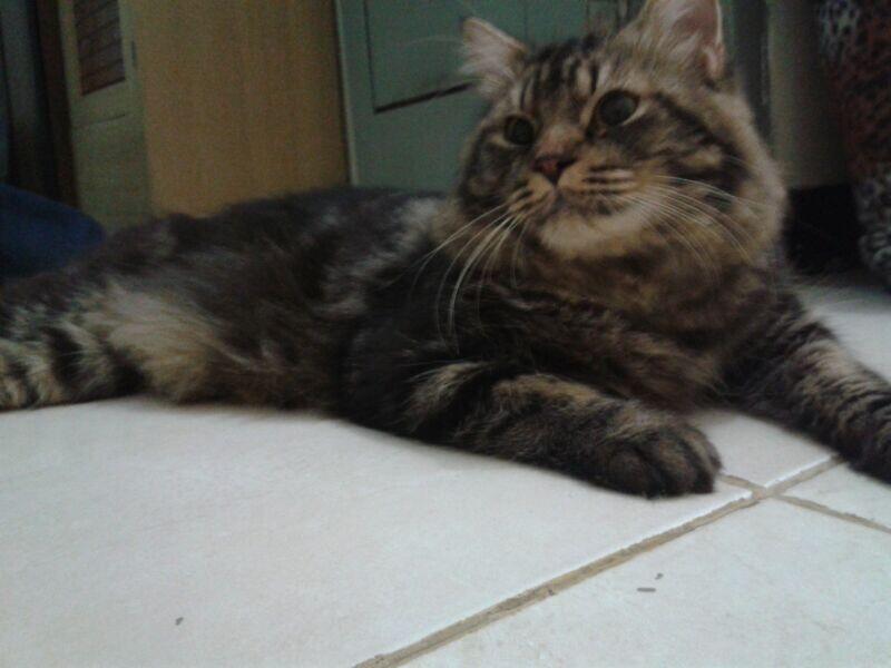 Kucing Mainecoon mix Persia