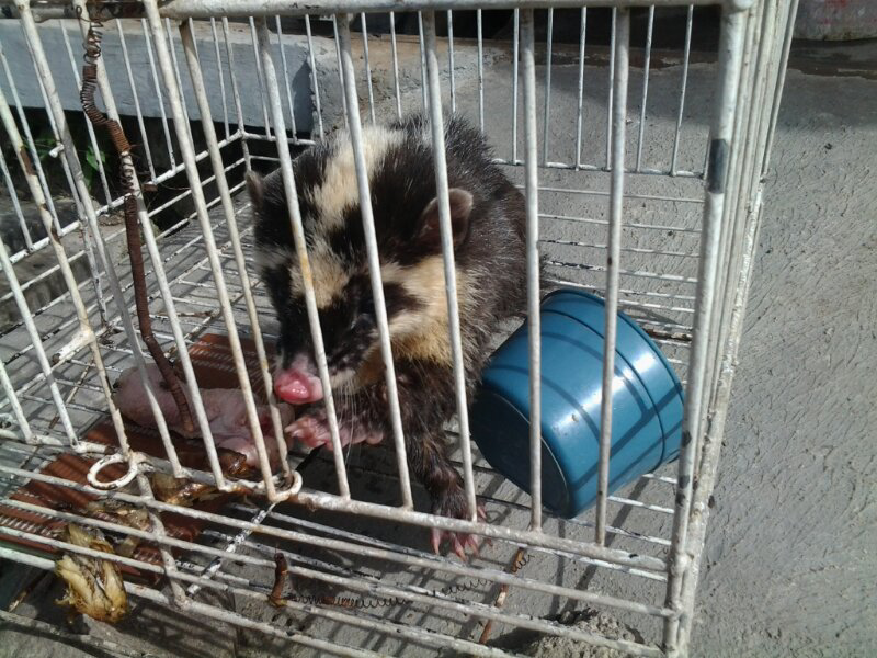 musang hutan