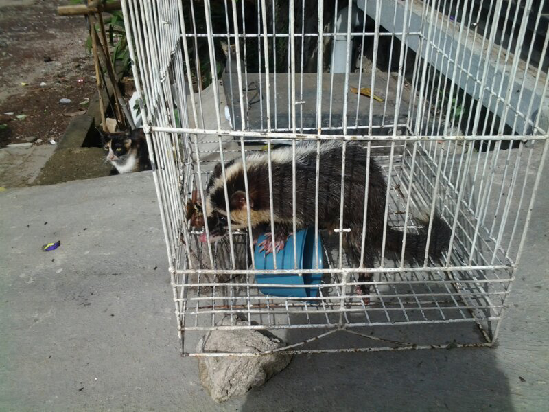 musang hutan