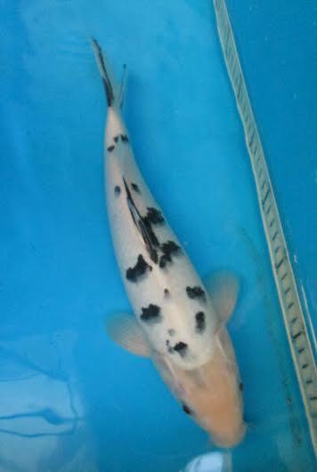 Ikan Koi Kualitas Lihat Sendiri