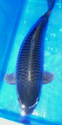 Ikan Koi Kualitas Lihat Sendiri