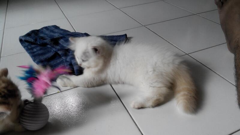 Kitten PERSIA, dijamin BAGUS dan LUCU....
