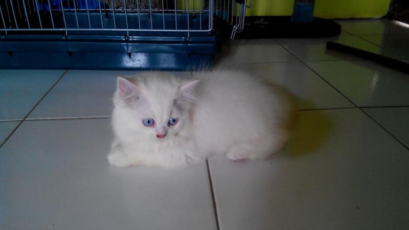 Kitten PERSIA, dijamin BAGUS dan LUCU....