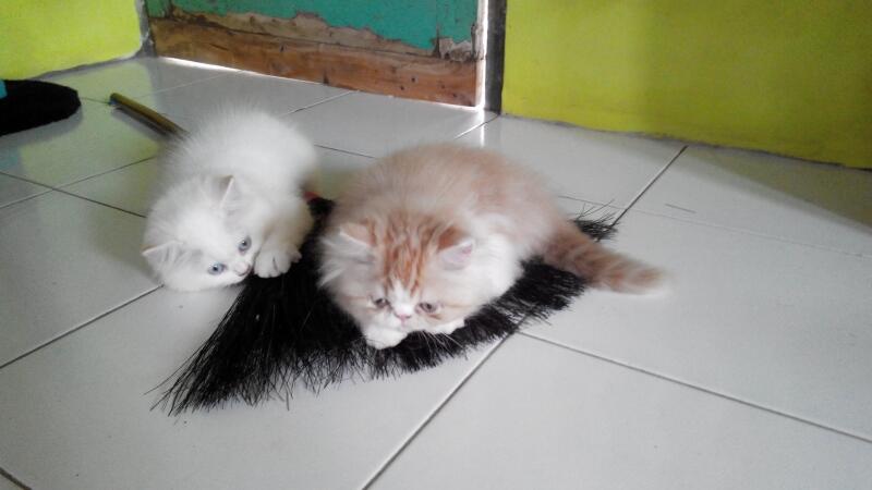 Kitten PERSIA, dijamin BAGUS dan LUCU....