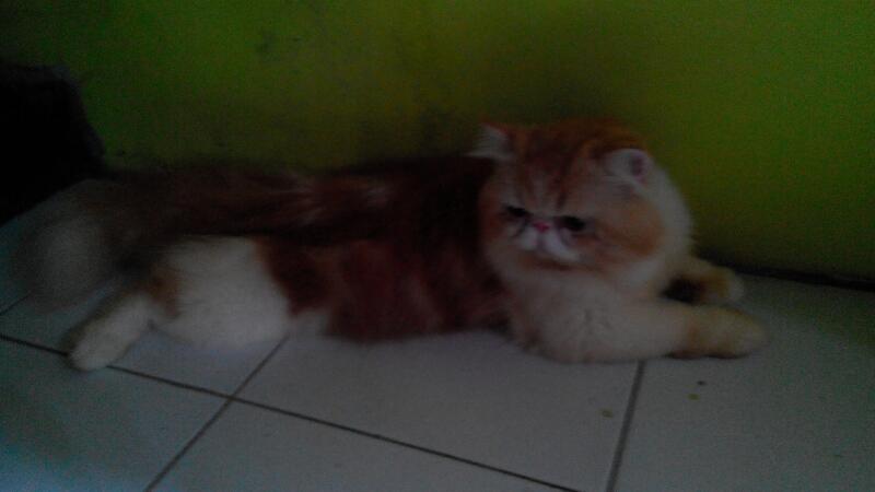 Kitten PERSIA, dijamin BAGUS dan LUCU....