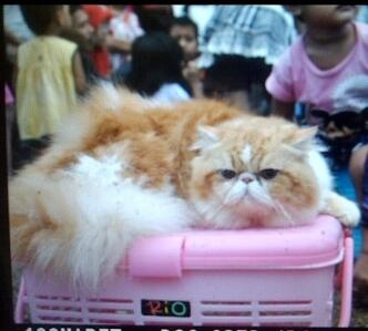 Kitten PERSIA, dijamin BAGUS dan LUCU....