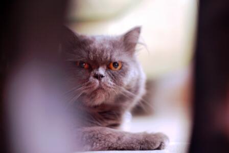 barter kucing