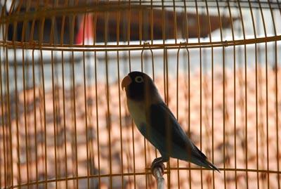 LoveBird biru kepala hitam, manteep!!!