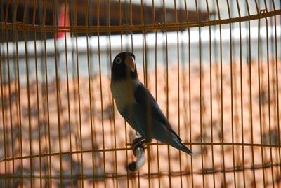 LoveBird biru kepala hitam, manteep!!!