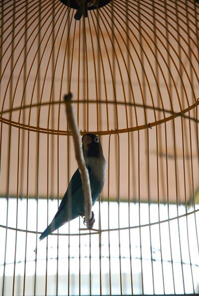 LoveBird biru kepala hitam, manteep!!!