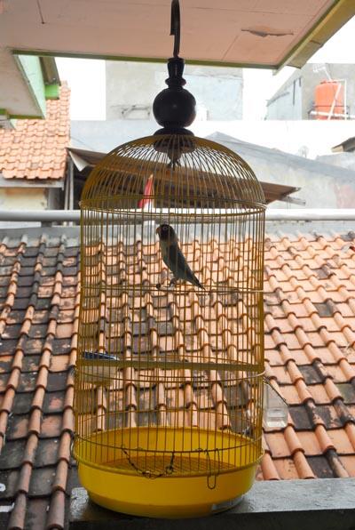LoveBird biru kepala hitam, manteep!!!