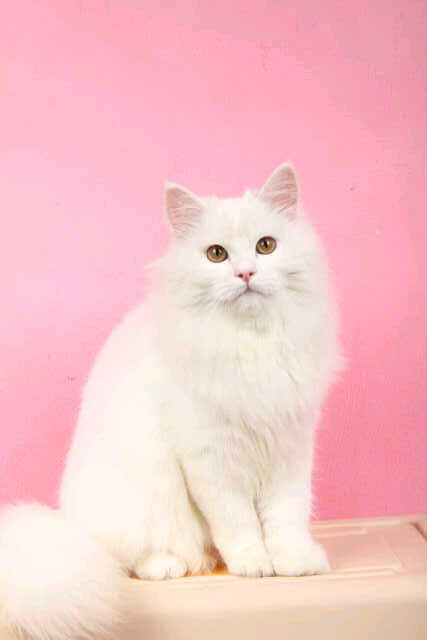 Kucing persia Jantan - white solid Josh -
