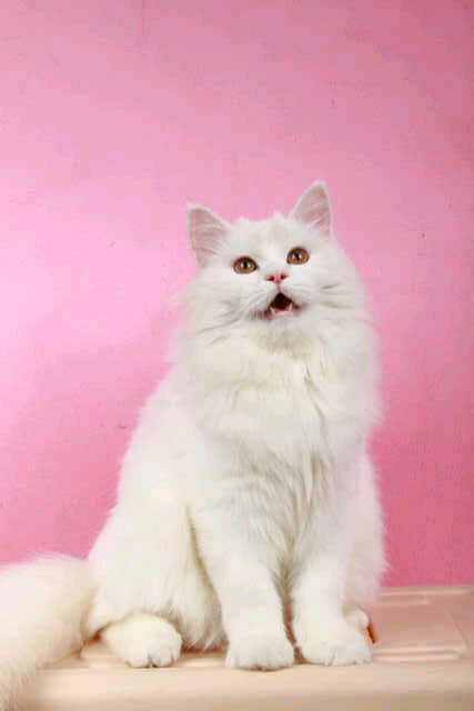 Kucing persia Jantan - white solid Josh -
