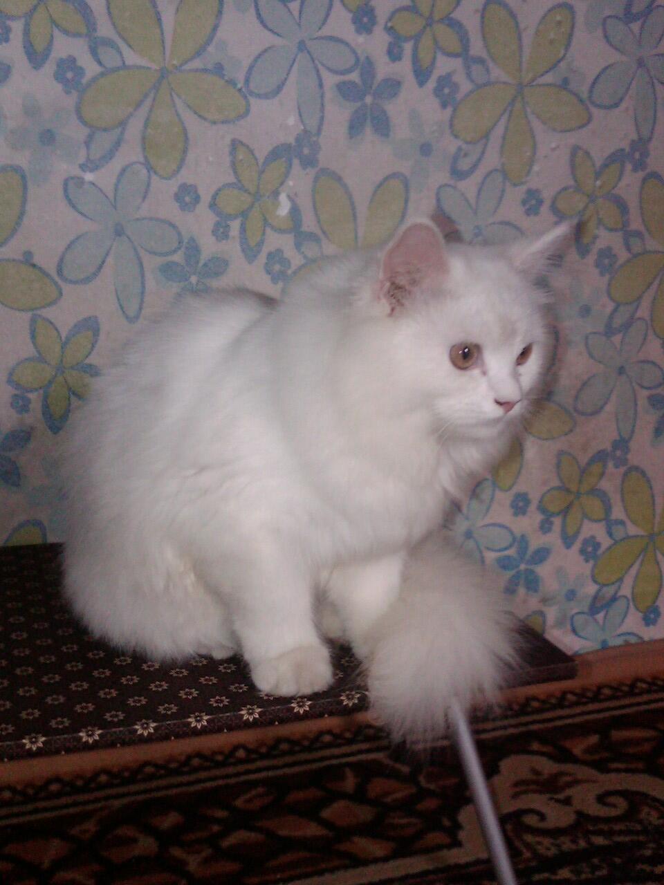 Kucing persia Jantan - white solid Josh -