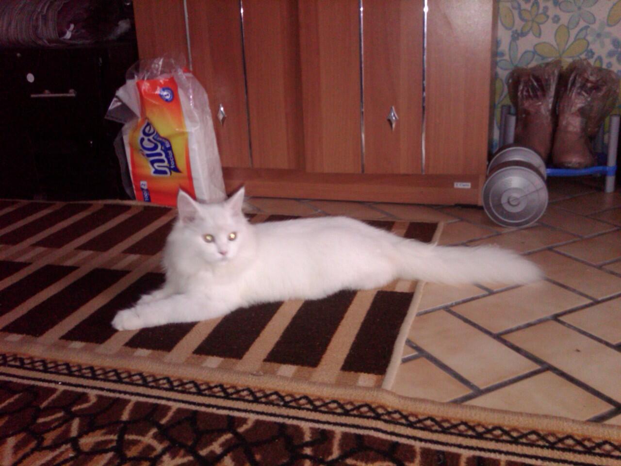 Kucing persia Jantan - white solid Josh -
