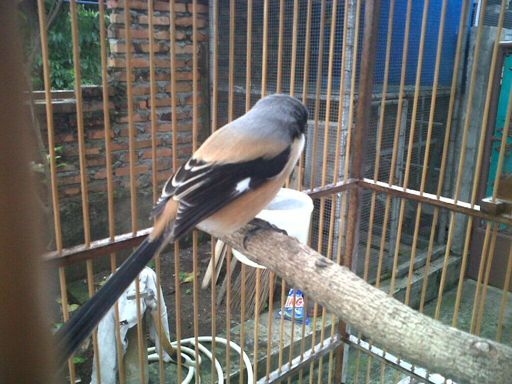 Pentet / Cendet Jateng.