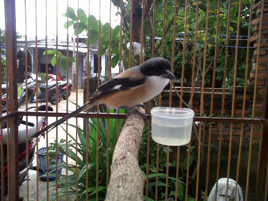Pentet / Cendet Jateng.