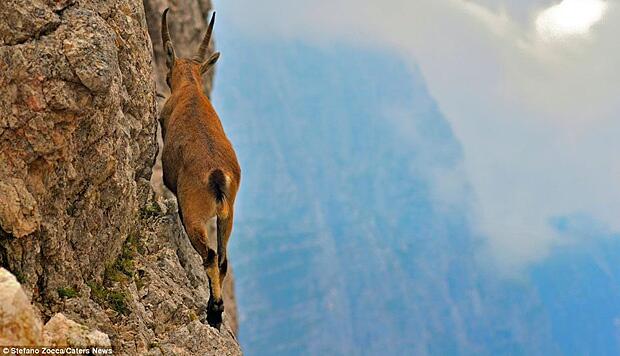 YUK KENALAN SAMA ALPINE IBEX DAN AKTIFITASNYA &#91;WONDERFUL INSIDE&#93;