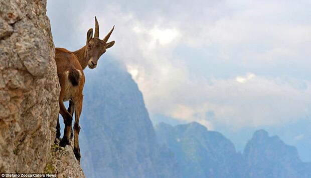 YUK KENALAN SAMA ALPINE IBEX DAN AKTIFITASNYA &#91;WONDERFUL INSIDE&#93;