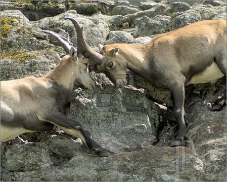 YUK KENALAN SAMA ALPINE IBEX DAN AKTIFITASNYA &#91;WONDERFUL INSIDE&#93;