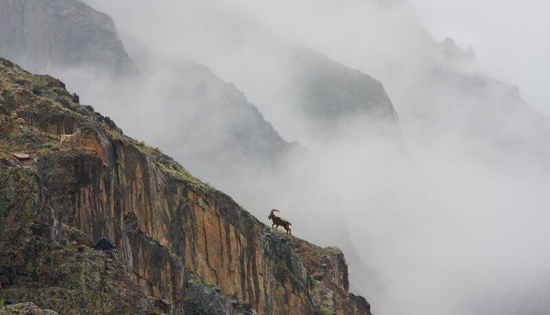 YUK KENALAN SAMA ALPINE IBEX DAN AKTIFITASNYA &#91;WONDERFUL INSIDE&#93;