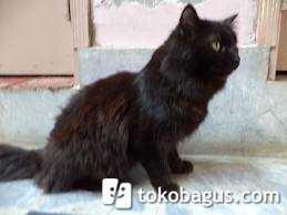 Jual kucing persia hamil tua