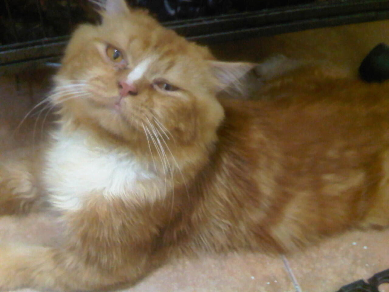 Jasa pacak kucing persia medium