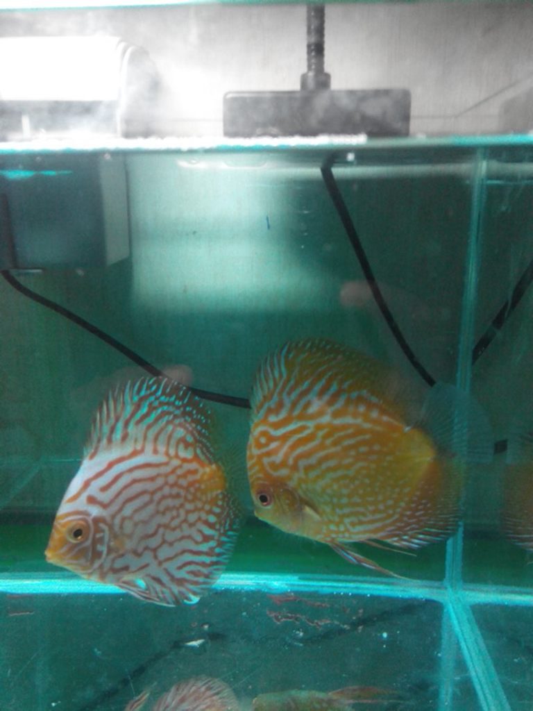 discus set