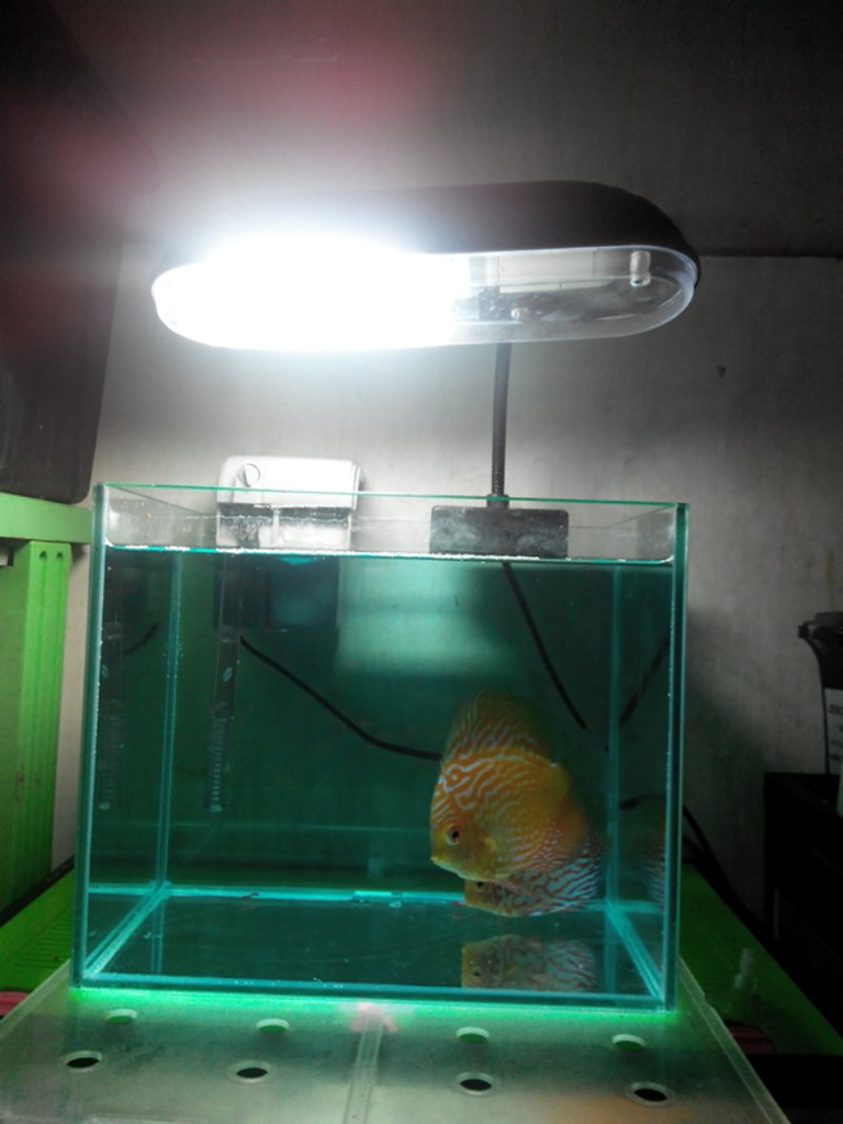discus set