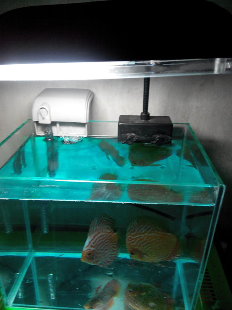 discus set