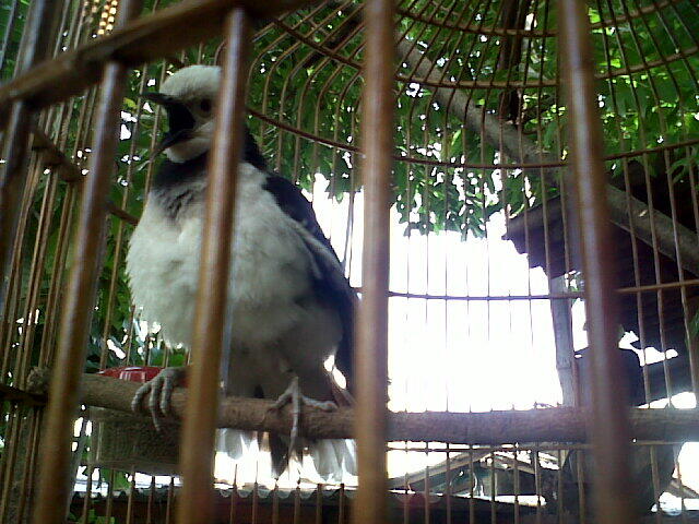 jalak hongkong gacoor muda