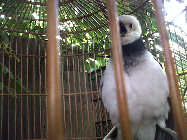 jalak hongkong gacoor muda
