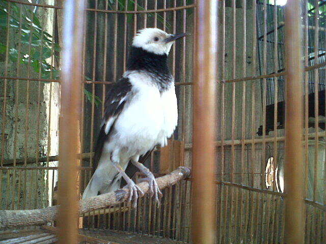 jalak hongkong gacoor muda