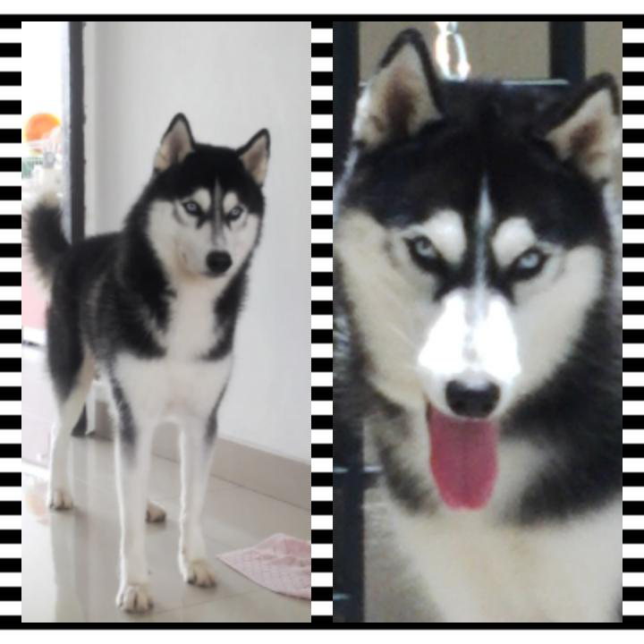 Husky Pejantan Turunan Import